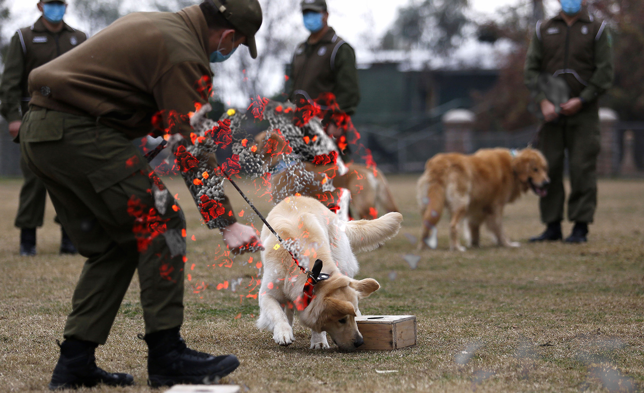 Dogs can sniff Coronavirus in human saliva - German research